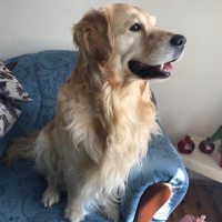 Golden Retriever, Köpek  Sam fotoğrafı