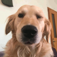 Golden Retriever, Köpek  Sam fotoğrafı