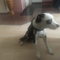 Amerikan Pitbull Terrier, Köpek  Mari fotoğrafı