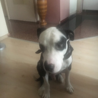 Amerikan Pitbull Terrier, Köpek  Mari fotoğrafı
