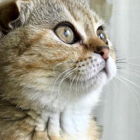 Scottish Fold, Kedi  Tarçın fotoğrafı