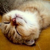 Scottish Fold, Kedi  Tarçın fotoğrafı