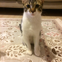 Tekir Kedi, Kedi  böcek fotoğrafı
