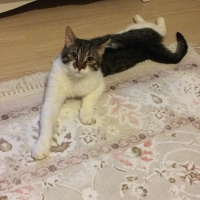 Tekir Kedi, Kedi  böcek fotoğrafı