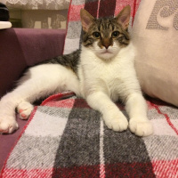 Tekir Kedi, Kedi  böcek fotoğrafı
