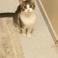 Tekir Kedi, Kedi  obur fotoğrafı