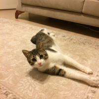 Tekir Kedi, Kedi  obur fotoğrafı