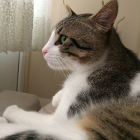 Tekir Kedi, Kedi  obur fotoğrafı