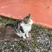 Tekir Kedi, Kedi  mumu fotoğrafı