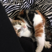Tekir Kedi, Kedi  mumu fotoğrafı