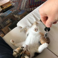 Tekir Kedi, Kedi  mumu fotoğrafı