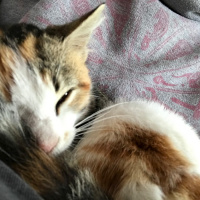 Tekir Kedi, Kedi  mumu fotoğrafı