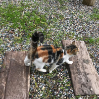 Tekir Kedi, Kedi  mumu fotoğrafı