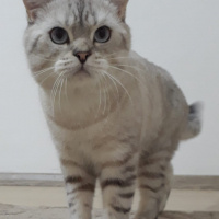 British Shorthair, Kedi  Sakız fotoğrafı