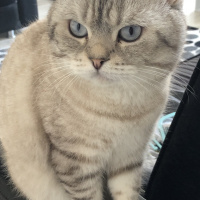 British Shorthair, Kedi  Sakız fotoğrafı