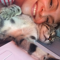 Tekir Kedi, Kedi  Cookie fotoğrafı