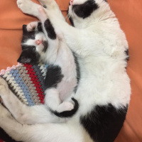 Tekir Kedi, Kedi  Mimi fotoğrafı