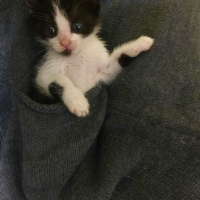 Tekir Kedi, Kedi  Mimi fotoğrafı