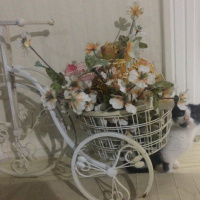 Tekir Kedi, Kedi  Mimi fotoğrafı