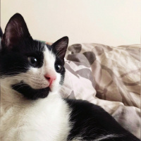 Tekir Kedi, Kedi  Mimi fotoğrafı