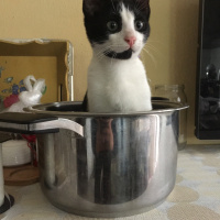 Tekir Kedi, Kedi  Mimi fotoğrafı