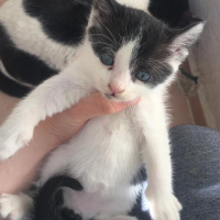 Tekir Kedi, Kedi  Mimi fotoğrafı