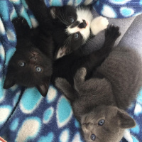 Tekir Kedi, Kedi  Mimi fotoğrafı
