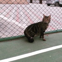 Tekir Kedi, Kedi  Tarçın fotoğrafı