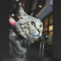 Tekir Kedi, Kedi  Tarçın fotoğrafı
