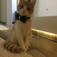 Chinchilla, Kedi  Aslan fotoğrafı