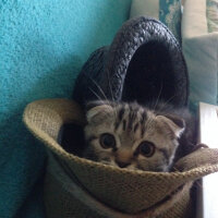 Scottish Fold, Kedi  Dominik fotoğrafı