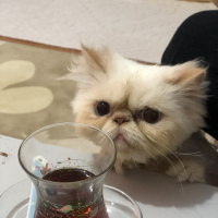 İran Kedisi (Persian), Kedi  BADEM fotoğrafı