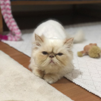 İran Kedisi (Persian), Kedi  BADEM fotoğrafı