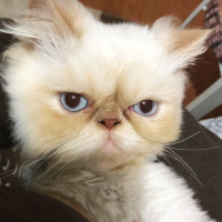 İran Kedisi (Persian), Kedi  BADEM fotoğrafı