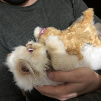İran Kedisi (Persian), Kedi  BADEM fotoğrafı