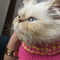 İran Kedisi (Persian), Kedi  BADEM fotoğrafı