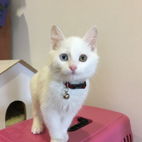 Ankara Kedisi, Kedi  Çiko fotoğrafı