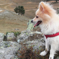 Pomeranyalı, Köpek  casper fotoğrafı