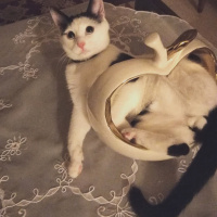 Tekir Kedi, Kedi  Pati fotoğrafı