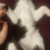 Tuxedo (Smokin) Kedi, Kedi  Mr. Slyvee fotoğrafı