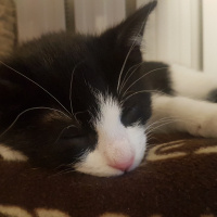 Tuxedo (Smokin) Kedi, Kedi  Mr. Slyvee fotoğrafı
