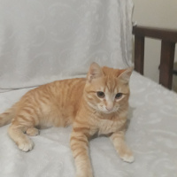 Sarman, Kedi  Şımarık fotoğrafı