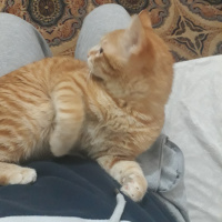 Sarman, Kedi  Şımarık fotoğrafı