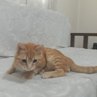 Sarman, Kedi  Şımarık fotoğrafı