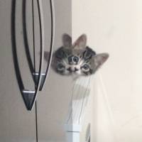 Tekir Kedi, Kedi  felix fotoğrafı