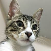 Tekir Kedi, Kedi  felix fotoğrafı