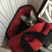 Tekir Kedi, Kedi  felix fotoğrafı