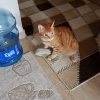 Sarman, Kedi  tarçın fotoğrafı