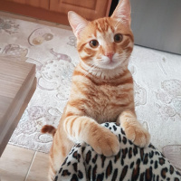 Sarman, Kedi  tarçın fotoğrafı