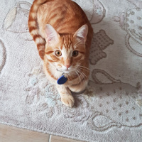 Sarman, Kedi  tarçın fotoğrafı